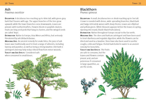 Concise Medicinal Plants - Tiffany Francis-Baker 2025